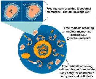Free Radical Breaking Lysosomal Membrane